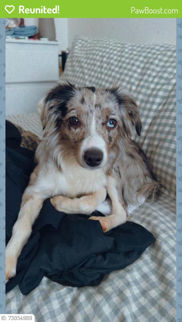 Reunited Female Dog last seen Near N 11th St, Lebanon, PA 17046, USA, Lebanon, PA 17046