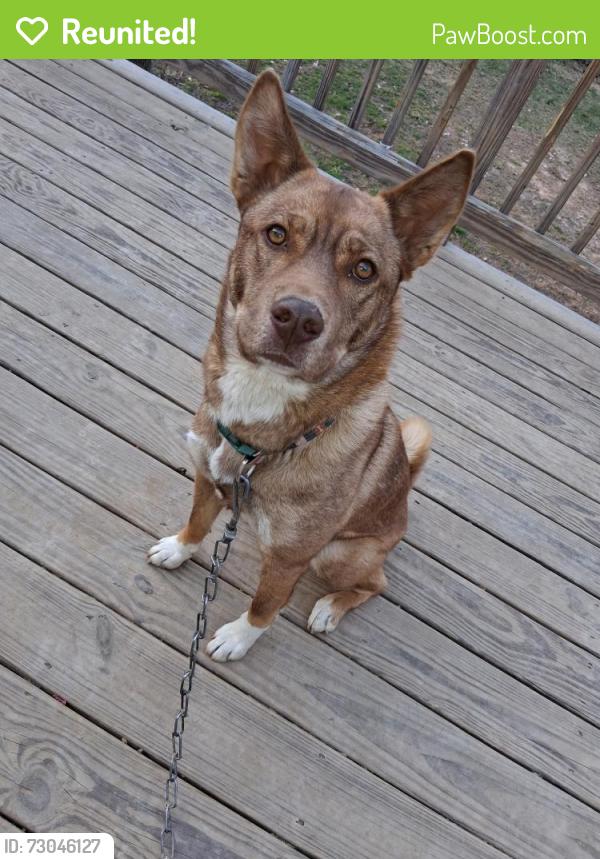 Reunited Female Dog last seen Longmeadow Dr , Rome, GA 30165