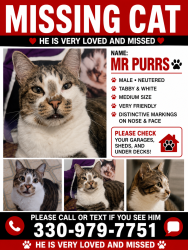 Lost Male Cat last seen James Landing Savanna's and summerset apmt, Melbourne, FL 32935