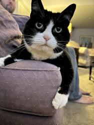 Lost Female Cat last seen Washington Pike and Sundial Lm, South Fayette Township, PA 15017