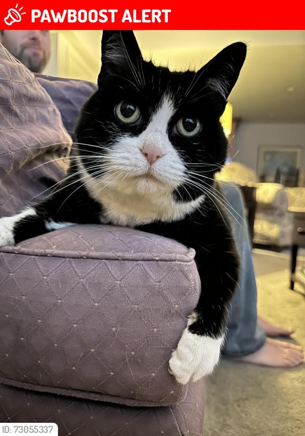 Lost Female Cat last seen Washington Pike and Sundial Lm, South Fayette Township, PA 15017