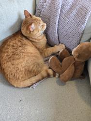Lost Male Cat last seen 35th Ave NE & 115th St, Seattle, WA 98125