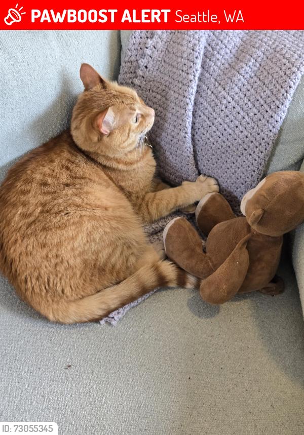 Lost Male Cat last seen 35th Ave NE & 115th St, Seattle, WA 98125