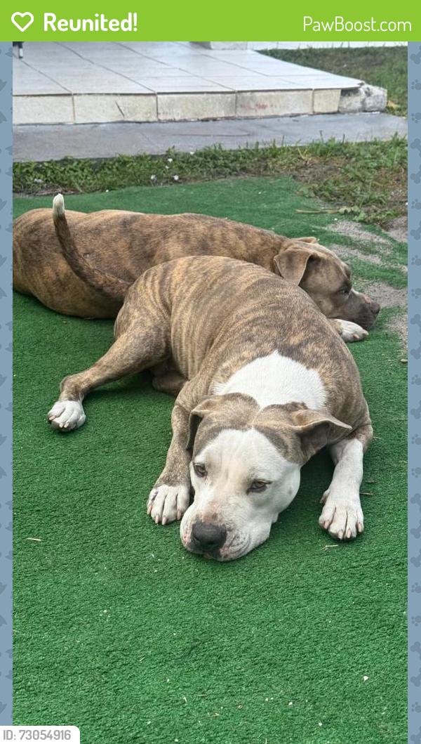 Reunited Female Dog last seen Subway in the corner 4 east ave, Hialeah, FL 33010