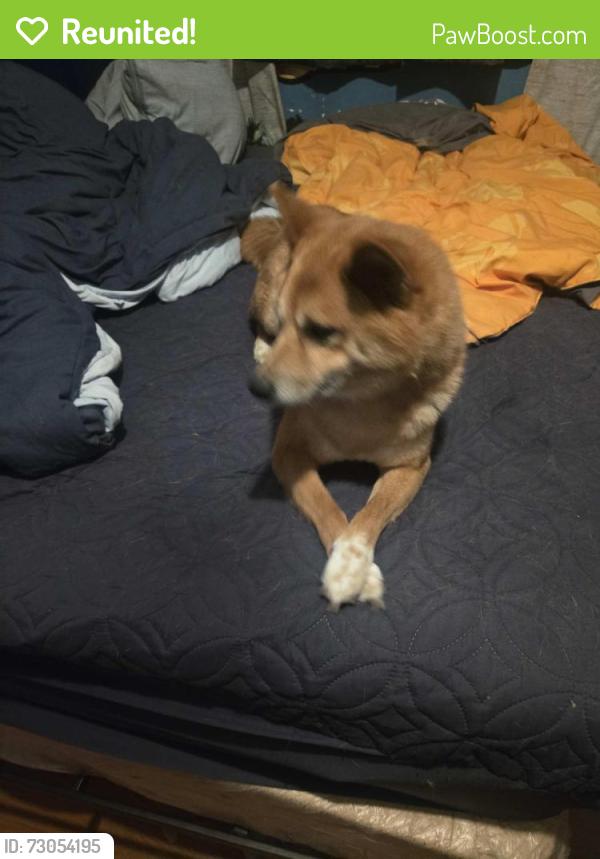 Reunited Male Dog last seen Between Helix and Guatay Ave 91911, Chula Vista, CA 91911