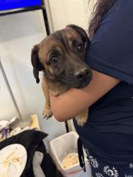 Found/Stray Female Dog last seen Brown and black short haired long body with short legs, Victorville, CA 92395