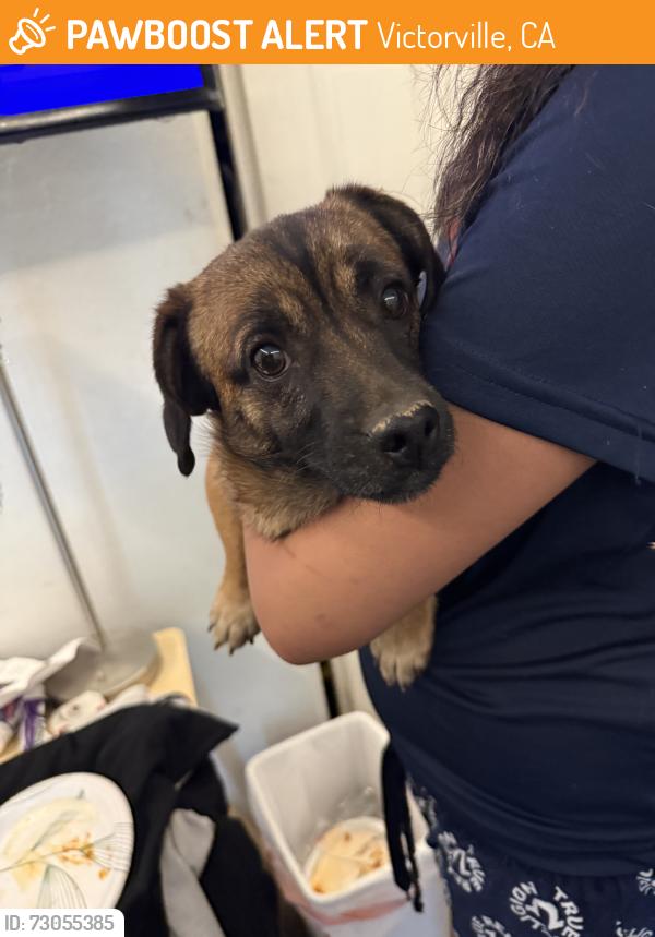 Found/Stray Female Dog last seen Brown and black short haired long body with short legs, Victorville, CA 92395
