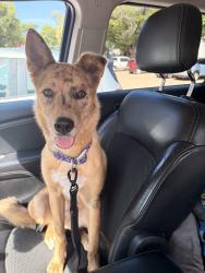 Found/Stray Female Dog last seen zeke apmts , Dallas, TX 75218