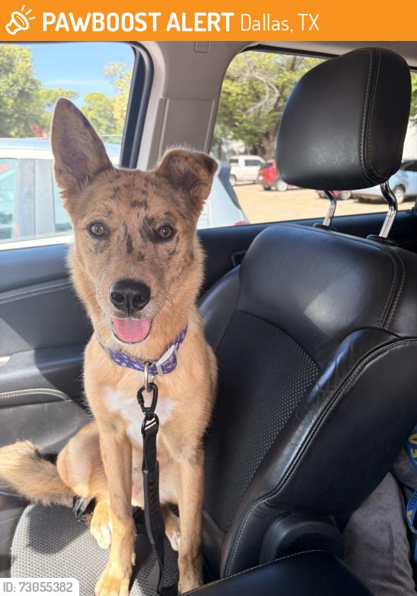 Found/Stray Female Dog last seen zeke apmts , Dallas, TX 75218
