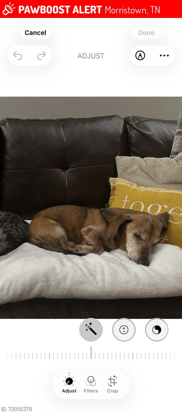 Lost Male Dog last seen Morristown Hamblen hosp, Morristown, TN 37814