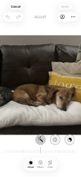 Lost Male Dog last seen Morristown Hamblen hosp, Morristown, TN 37814
