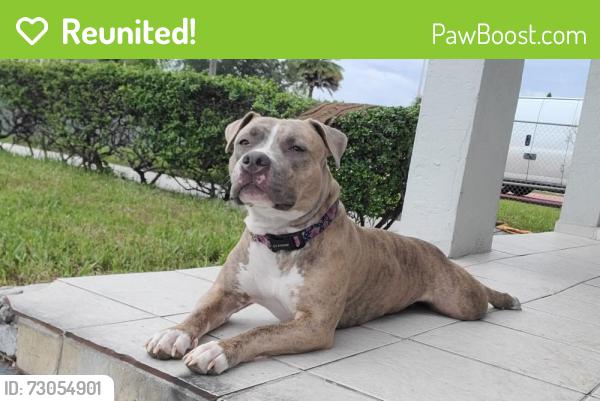 Reunited Female Dog last seen Subway in the corner 4 east ave, Hialeah, FL 33010
