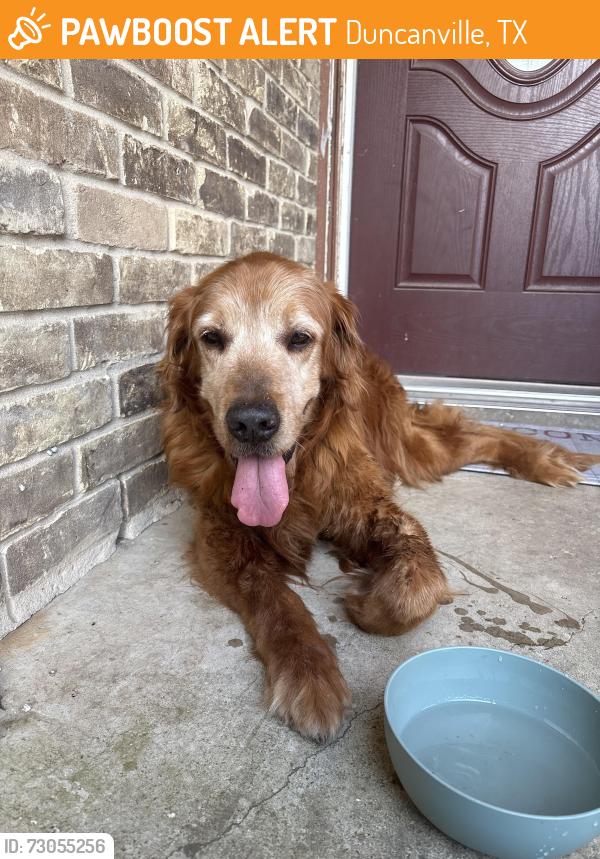 Found/Stray Unknown Dog last seen Red bird park, Duncanville, TX 75116