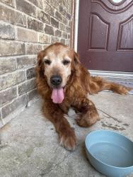 Found/Stray Unknown Dog last seen Red bird park, Duncanville, TX 75116