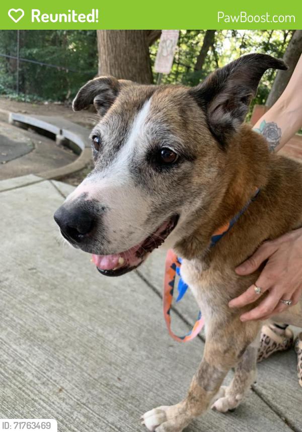 Reunited Female Dog last seen Days Inn, Alexandria, VA 22312
