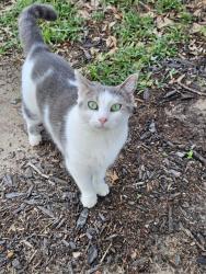 Lost Female Cat last seen Carolina ave, lakeland fl, 33803, Lakeland, FL 33803