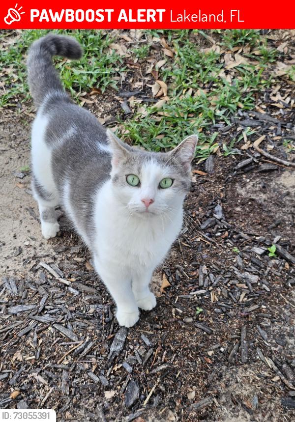 Lost Female Cat last seen Carolina ave, lakeland fl, 33803, Lakeland, FL 33803