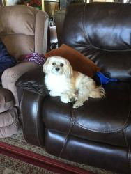 Lost Male Dog last seen Fir Dr, Bremerton, WA 98310