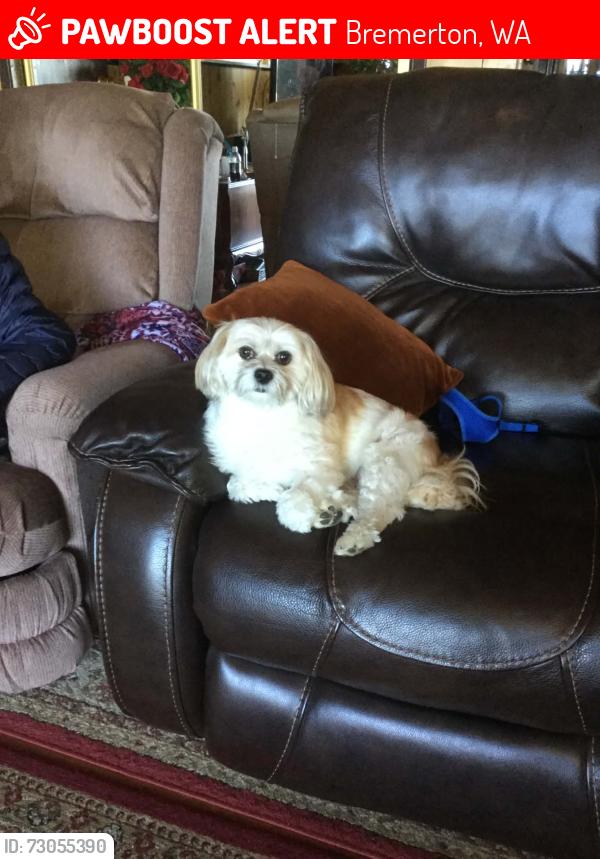 Lost Male Dog last seen Fir Dr, Bremerton, WA 98310