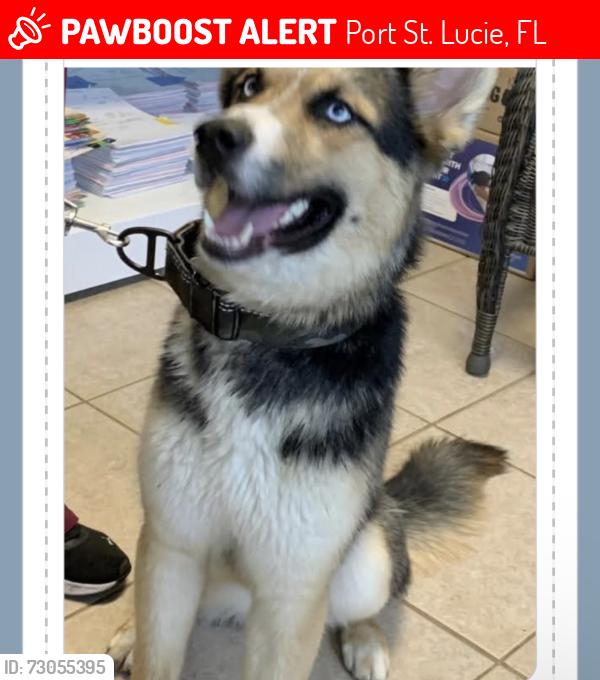 Lost Male Dog last seen Near sw gay cir, Port St. Lucie, FL 34953