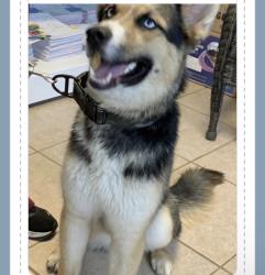 Lost Male Dog last seen Near sw gay cir, Port St. Lucie, FL 34953