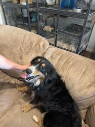 Found/Stray Male Dog last seen Chapel Road and Hewitt Drive, on Chapel Trail Circle, in Woodway/Hewitt, Texas, Waco, TX 76712