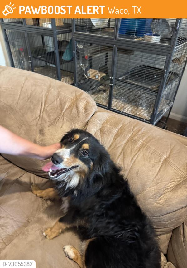 Found/Stray Male Dog last seen Chapel Road and Hewitt Drive, on Chapel Trail Circle, in Woodway/Hewitt, Texas, Waco, TX 76712