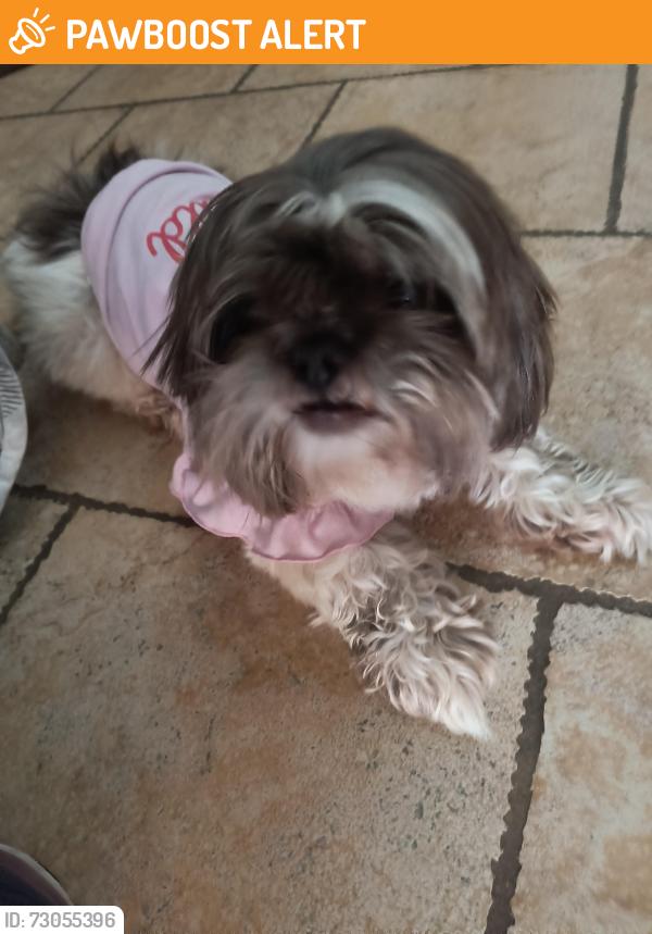Found/Stray Female Dog last seen Cypress drive, Cypress Meadows, TX 77449