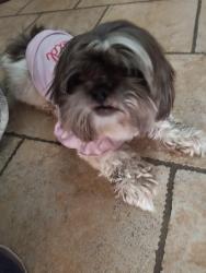 Found/Stray Female Dog last seen Cypress drive, Cypress Meadows, TX 77449