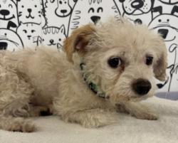 Shelter Stray Female Dog last seen , 957 N Gaffey St, San Pedro, CA 90731, USA