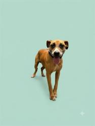 Shelter Stray Male Dog last seen RAY RD, 2020 Forest St, Jacksonville, FL 32204, USA