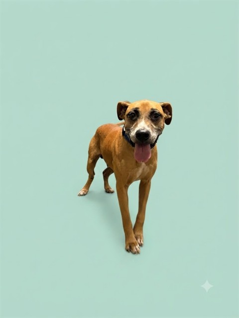 Shelter Stray Male Dog last seen RAY RD, 2020 Forest St, Jacksonville, FL 32204, USA