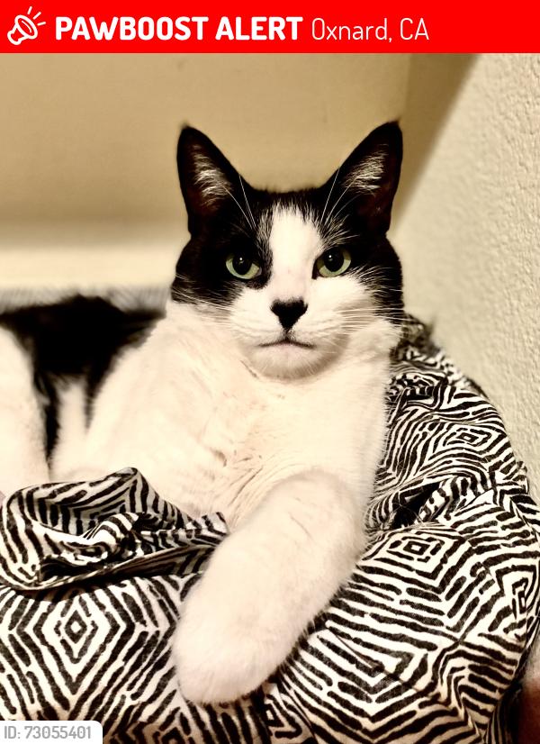 Lost Female Cat last seen Arbor Parc Rose, Oxnard, CA 93030