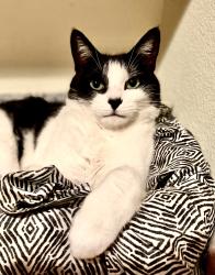Lost Female Cat last seen Arbor Parc Rose, Oxnard, CA 93030