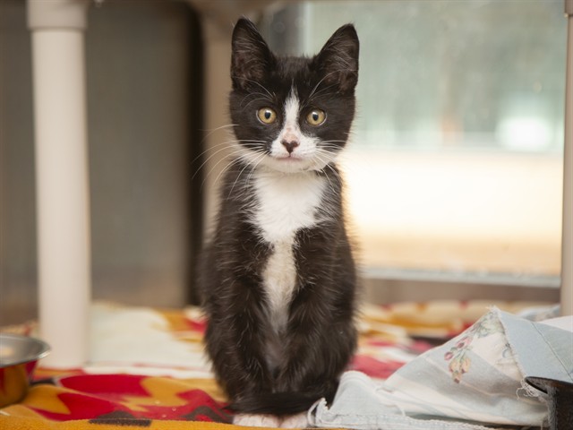 Shelter Stray Male Cat last seen N 35TH AVE AND W DUNLAP RD, 5501 E Van Buren St, Phoenix, AZ 85008, USA