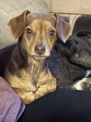 Reunited Male Dog last seen Near Samsula dr , New Smyrna Beach, FL 32168