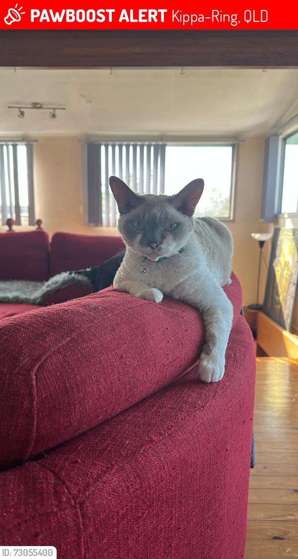 Lost Male Cat last seen Taradale Park Kipper Ring , Kippa-Ring, QLD 4021