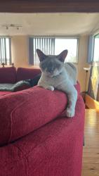 Lost Male Cat last seen Taradale Park Kipper Ring , Kippa-Ring, QLD 4021