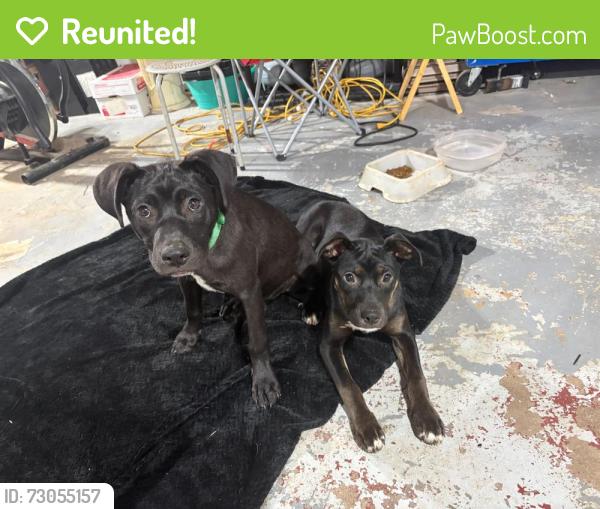 Reunited Female Dog last seen Veterans Hwy and Connors Road, Villa Rica, GA 30180