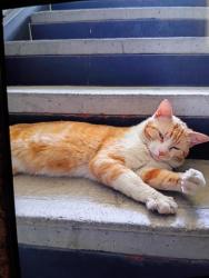 Lost Male Cat last seen Ray Ellison n walnut valley n freedom hills, San Antonio, TX 78242