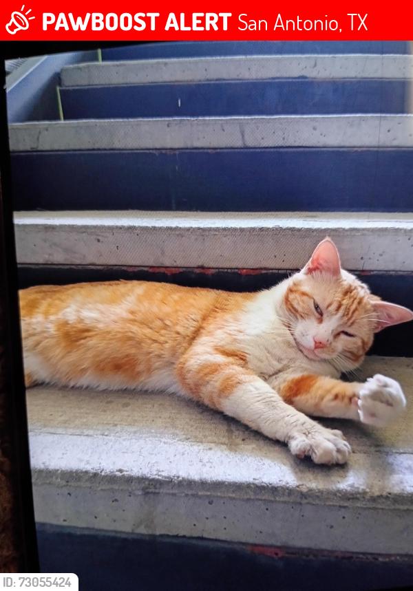 Lost Male Cat last seen Ray Ellison n walnut valley n freedom hills, San Antonio, TX 78242
