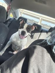 Found/Stray Male Dog last seen Buffalo Court S, Fort Worth, TX 76119