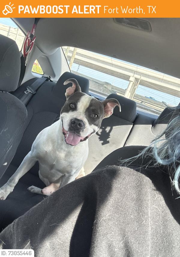 Found/Stray Male Dog last seen Buffalo Court S, Fort Worth, TX 76119