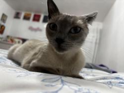 Lost Female Cat last seen Mangels, San Francisco, CA 94131