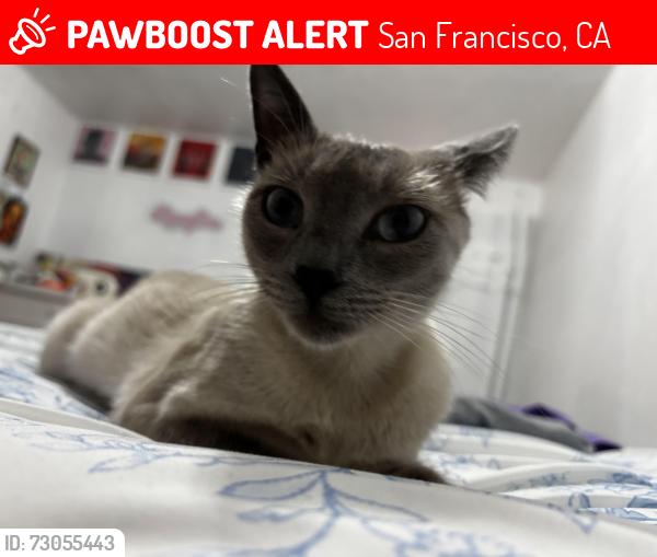 Lost Female Cat last seen Mangels, San Francisco, CA 94131
