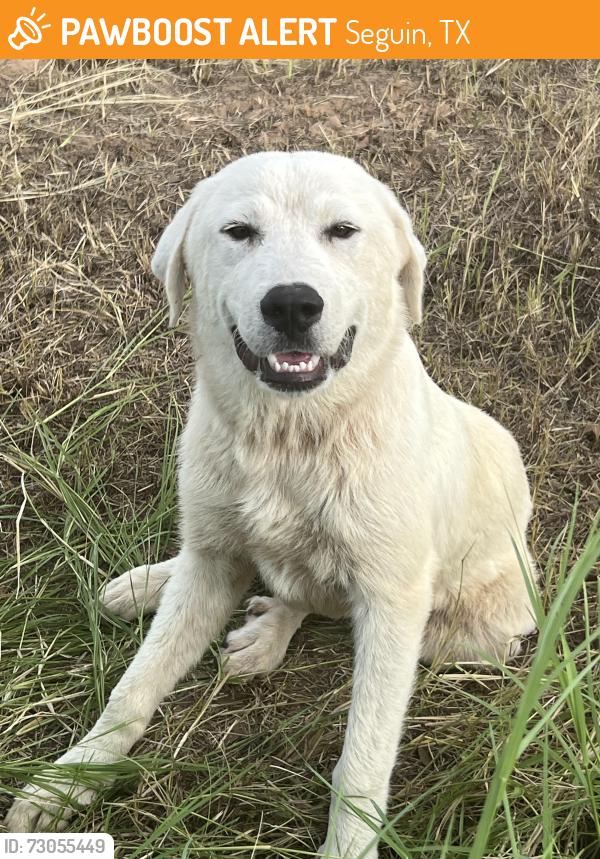 Found/Stray Female Dog last seen Ranch rd, Seguin, TX 78155