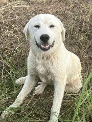 Found/Stray Female Dog last seen Ranch rd, Seguin, TX 78155