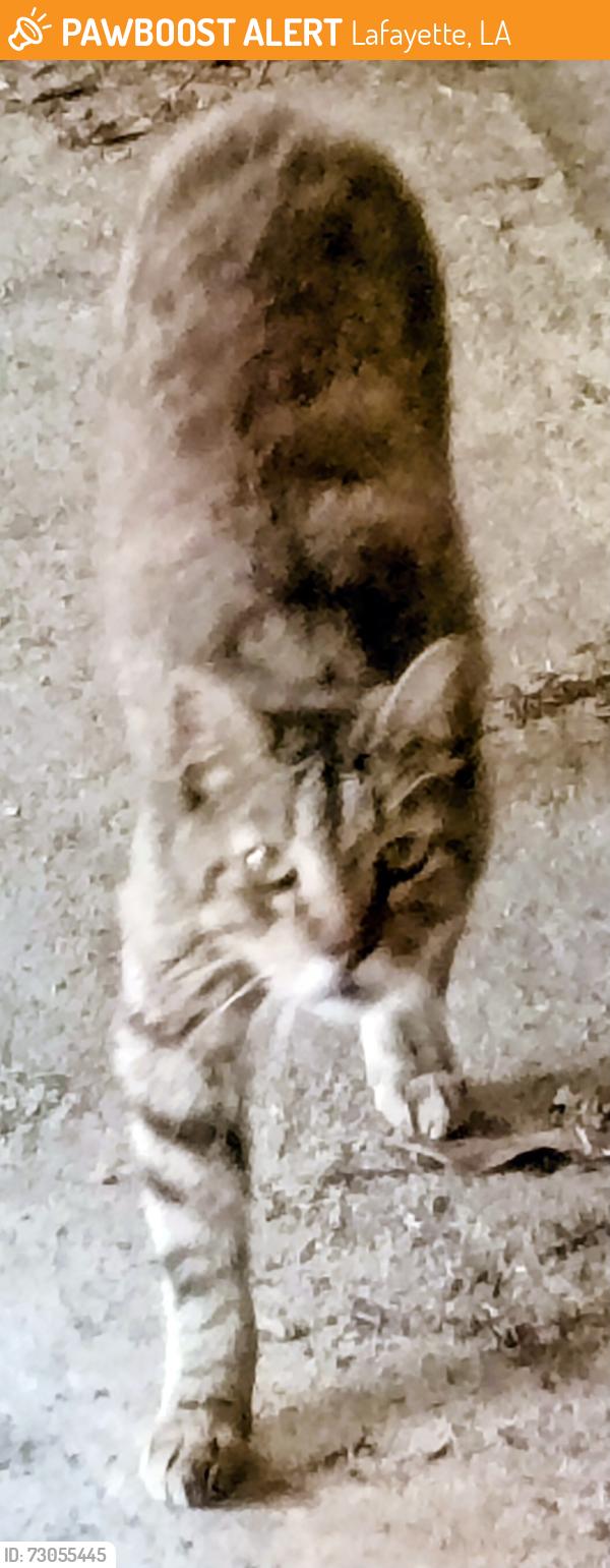 Found/Stray Unknown Cat last seen Teurlings, Lafayette, LA 70501