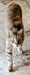 Found/Stray Unknown Cat last seen Teurlings, Lafayette, LA 70501