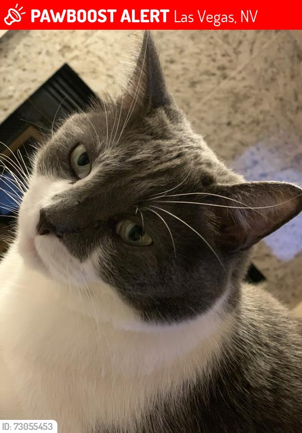 Lost Male Cat last seen Grand Canyon and Patrick lane, Las Vegas, NV 89148